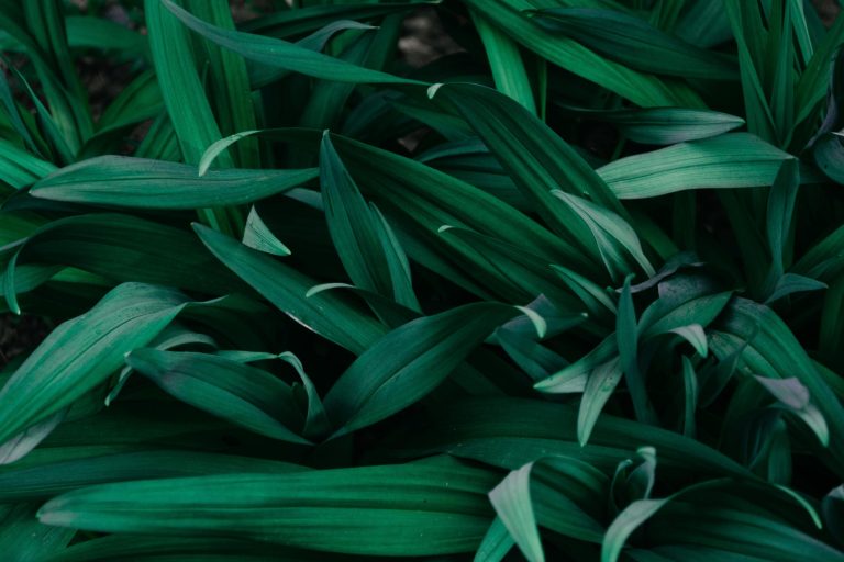 Fotografia em detalhe de folhas verdes representando a Comissão de Sustentabilidade Ecológica da FEEAL.